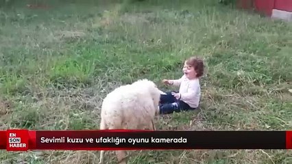 Sevimli kuzu ve ufaklığın oyunu kamerada
