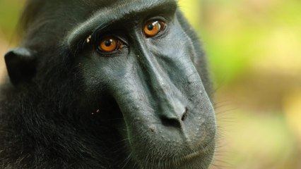 Des îles sous influence