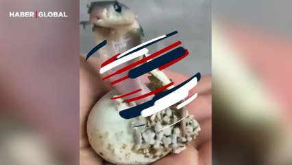 Yeni doğan kobranın dünyaya gözlerini açtığı şaşkın anları sosyal medyayı salladı