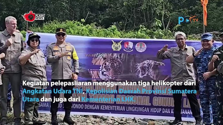 Dua Harimau Sumatera Dilepas Liarkan oleh Kementrian Lingkungan Hidup