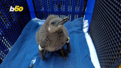 You Can Adopt a Penguin Egg to Help Save Its Species