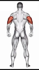 Tricep Workout #triceps #shorts #tricepsworkout #tricepsexercises