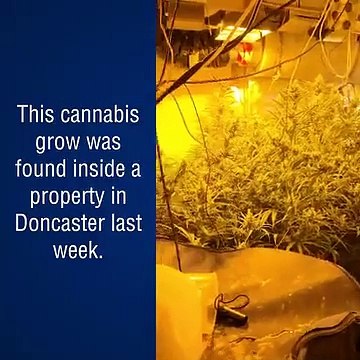 Man arrested after police raid found dozens of cannabis plants worth tens of thousands of pounds