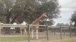 People in Car Watch Giraffe Feeding at Ranch