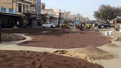 सरसों की फसल की आवक के साथ ही सूने पड़े पिड़ों पर लौटी रौनक, कारोबारी प्रसन्न