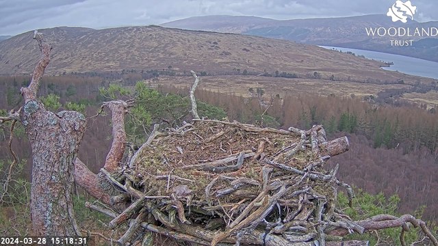 Louis the osprey arrives home at Loch Arkaig Pine Forest in Lochaber