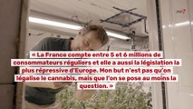 Cannabis :  le coup de coeur Télé 7 Jours