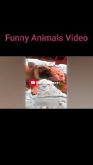 The Funniest Fails and Bloopers (Try Not to Laugh Challenge) part-48