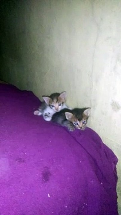 Kucing lucu