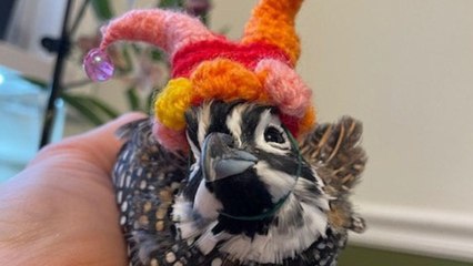 Farmer makes $100k-a-year showing off his pet quails sporting customised tiny hats