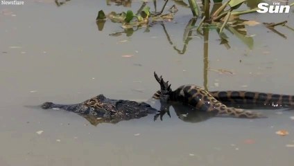 Dünyanın En Büyük Yılanı 'Ana Julia' Vurularak Katledildi 🐍