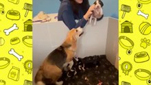 Cosa fare dopo la nascita dei cuccioli