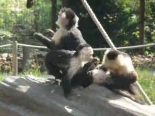 capucin du zoo d'amiens