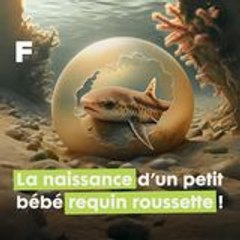Biologie marine : la naissance d'un petit bébé roussette (requin) !