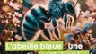 Un saphir dans la nature : l'abeille solitaire bleue à bande blanche, une superbe pollinisatrice !