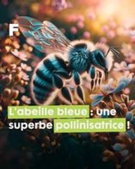 Un saphir dans la nature : l'abeille solitaire bleue à bande blanche, une superbe pollinisatrice !