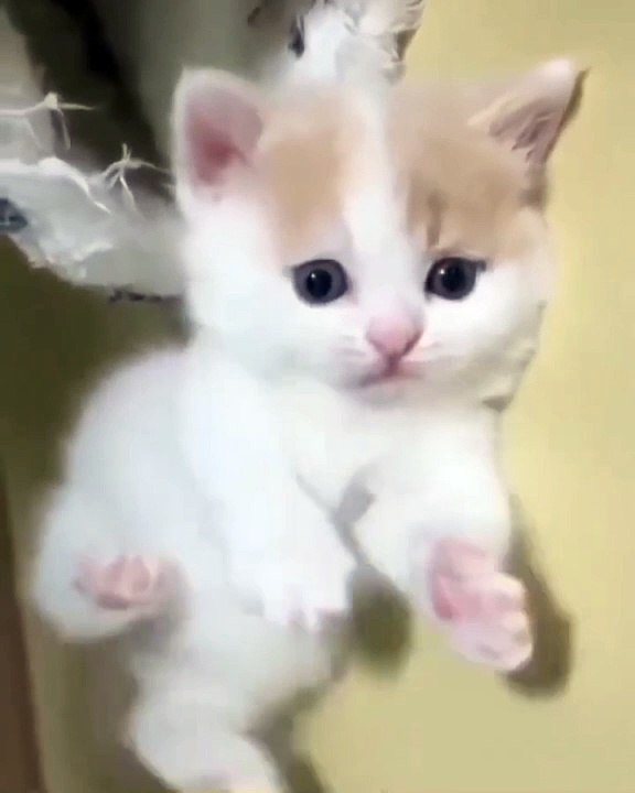 my cat dancing