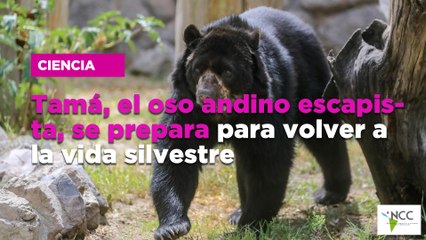 Tamá, el oso andino escapista, se prepara para volver a la vida silvestre