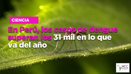 En Perú, los casos de dengue superan los 31 mil en lo que va del año