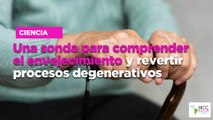 Una sonda para comprender el envejecimiento y revertir procesos degenerativos