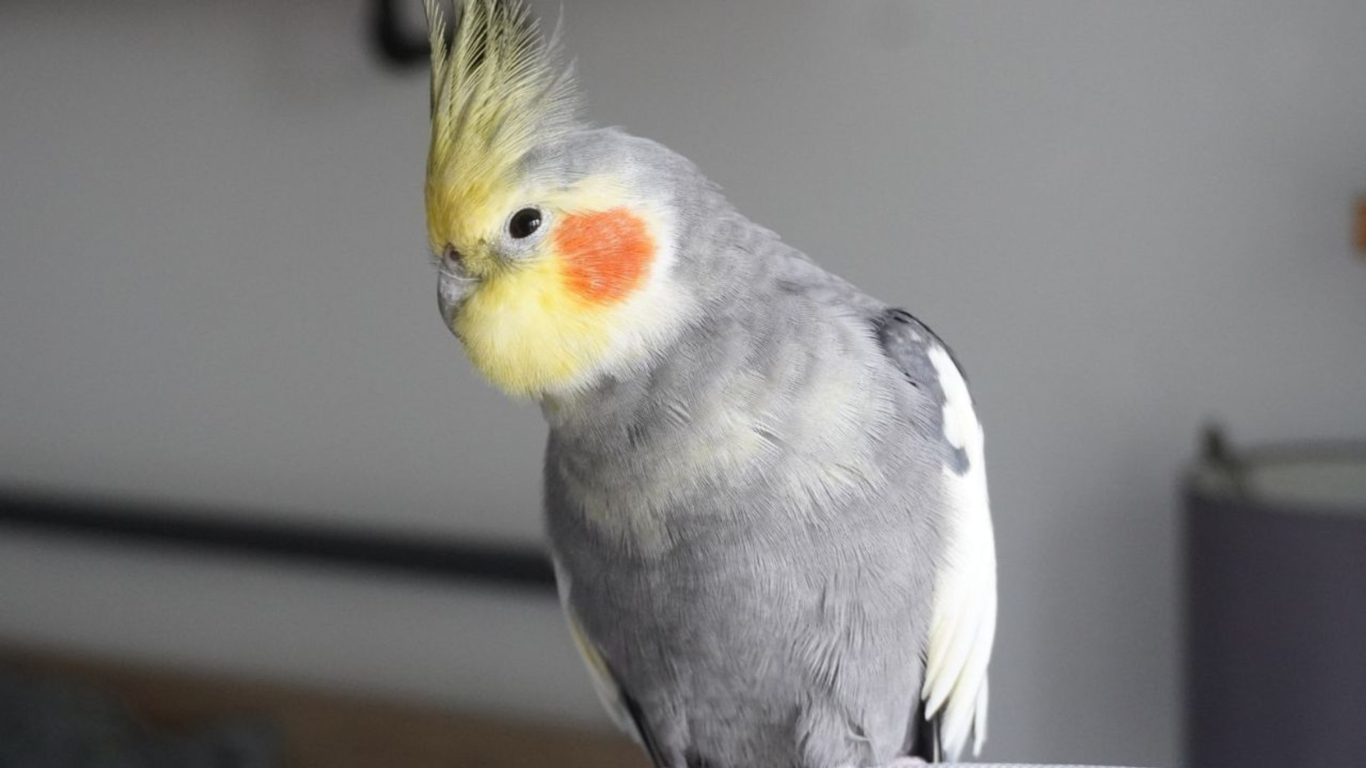 ⁣Cockatiel belts out favourite tunes including funk classic 'September