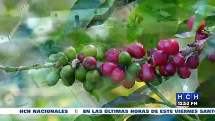 Fallece el expresidente del Instituto Hondureño del Café, Asterio Reyes