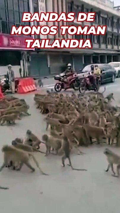 Bandas de monos se apoderan de una ciudad en Tailandia