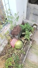 Kakak panen semangka di depan rumah