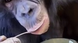 Monkey eating food #viral