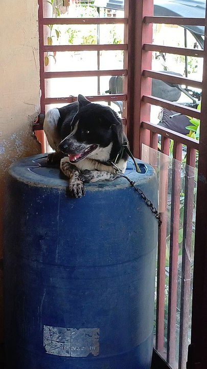 nice dog