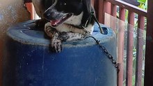 nice dog