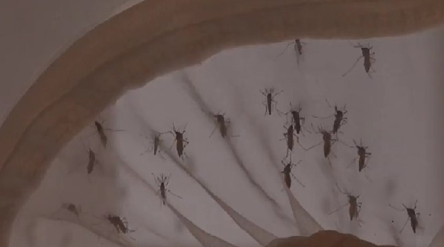 Siguen en aumento los casos de dengue en Antioquia: Medellín registra más de 390 casos