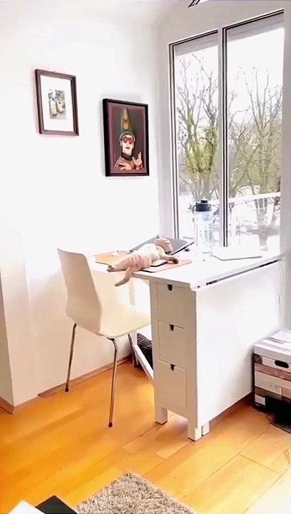 Beautifull cat