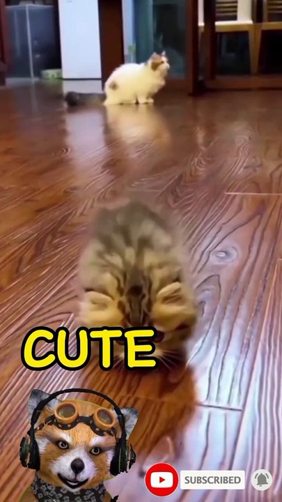 Kucing