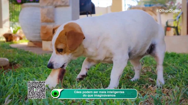 Atividade cerebral dos cães indica que eles reconhecem os nomes dos objetos