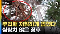 [자막뉴스] 사상 초유의 일...금강소나무에 심상치 않은 징후 / YTN