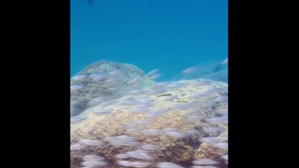 Colorful Wonders: The Intriguing World of Cichlids