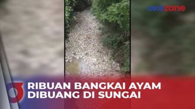 Viral Ribuan Bangkai Ayam Dibuang di Sungai Musi Rawas dan Mengeluarkan Bau Busuk Menyengat