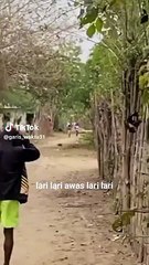 Dikejar anjing ngakak