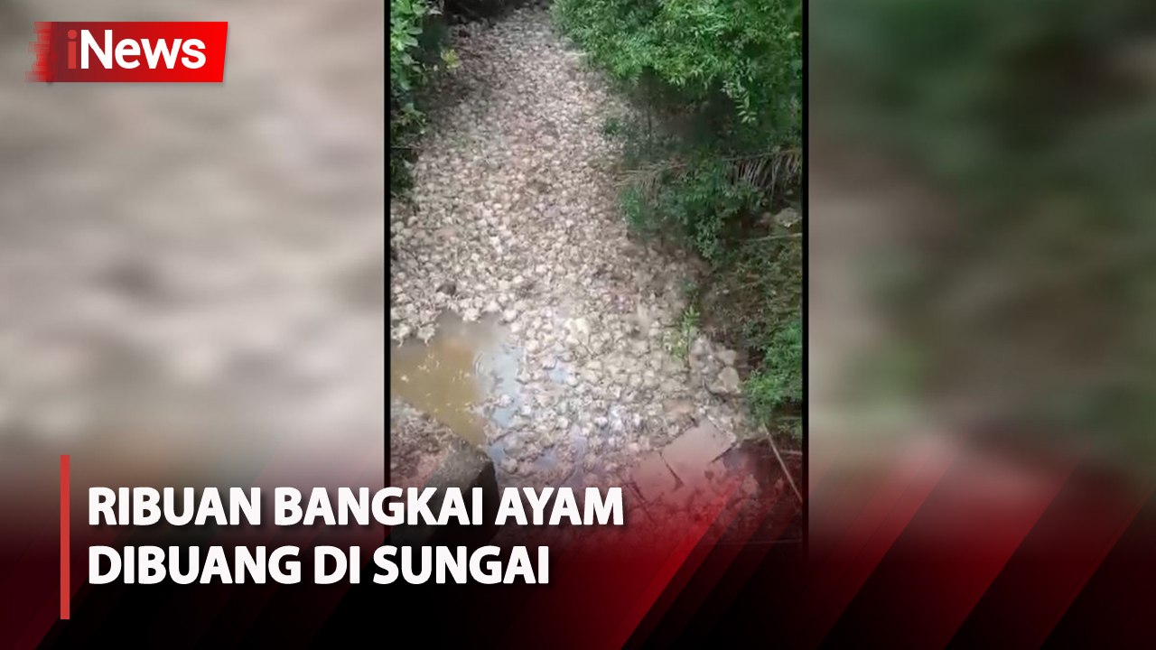 Pemilik Buang Ribuan Bangkai Ayam ke Sungai Musi Rawas, Warga Keluhkan Bau Busuk Menyengat