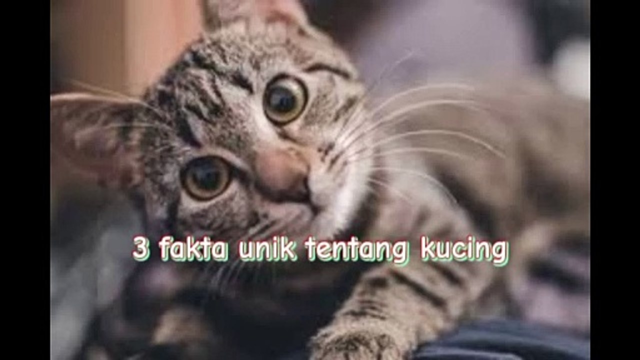 Kucing