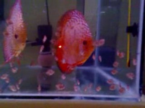 DİSCUS Red Map Yavrular 12 günlük