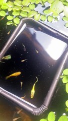 nuôi cá bảy màu gold guppy fish