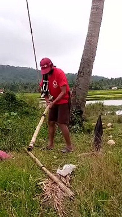 niyog