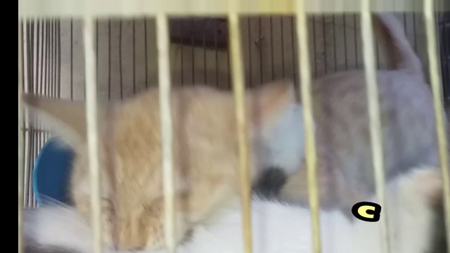CAGE Match: Kittens settle an ARGUMENT... Cat videos Cats Meow cat sound purr