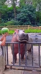 hippo eating watermelon