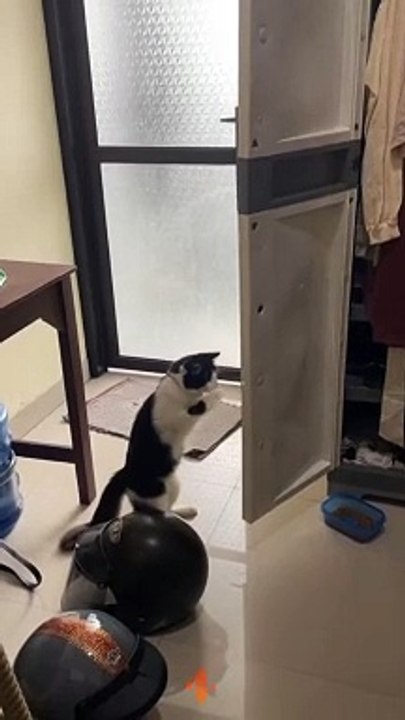 Kelakuan kucing lucu