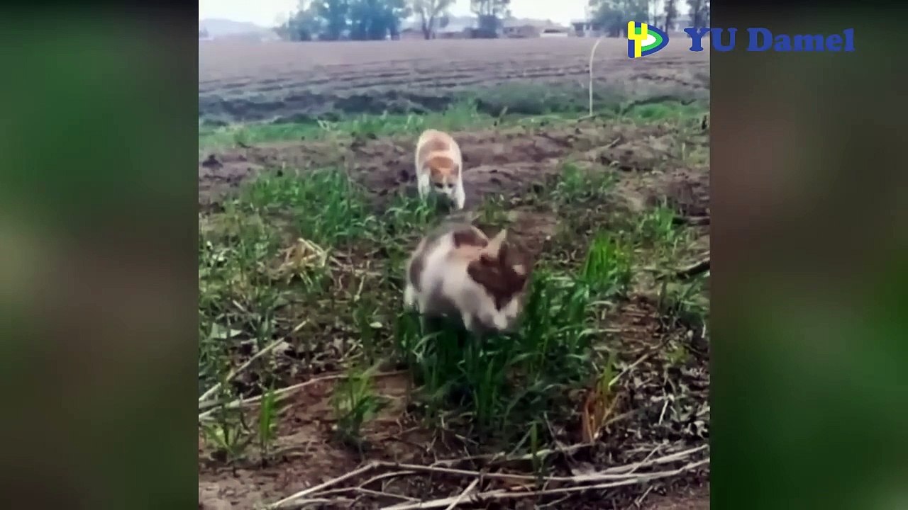 KUCING ISENG