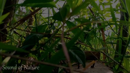 Sundanese traditional flute