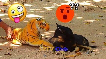 "Sleeping Dog vs Fake Tiger Prank: Village Laughter!"